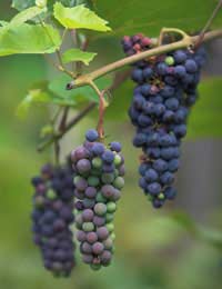 Summer Student Grape Picking France